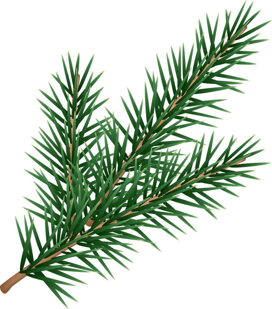 Pine, fir tree branch